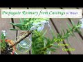 Propagate rosemary cuttings in water
