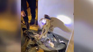 Firefighters rescue dog trapped in walls of California family's home