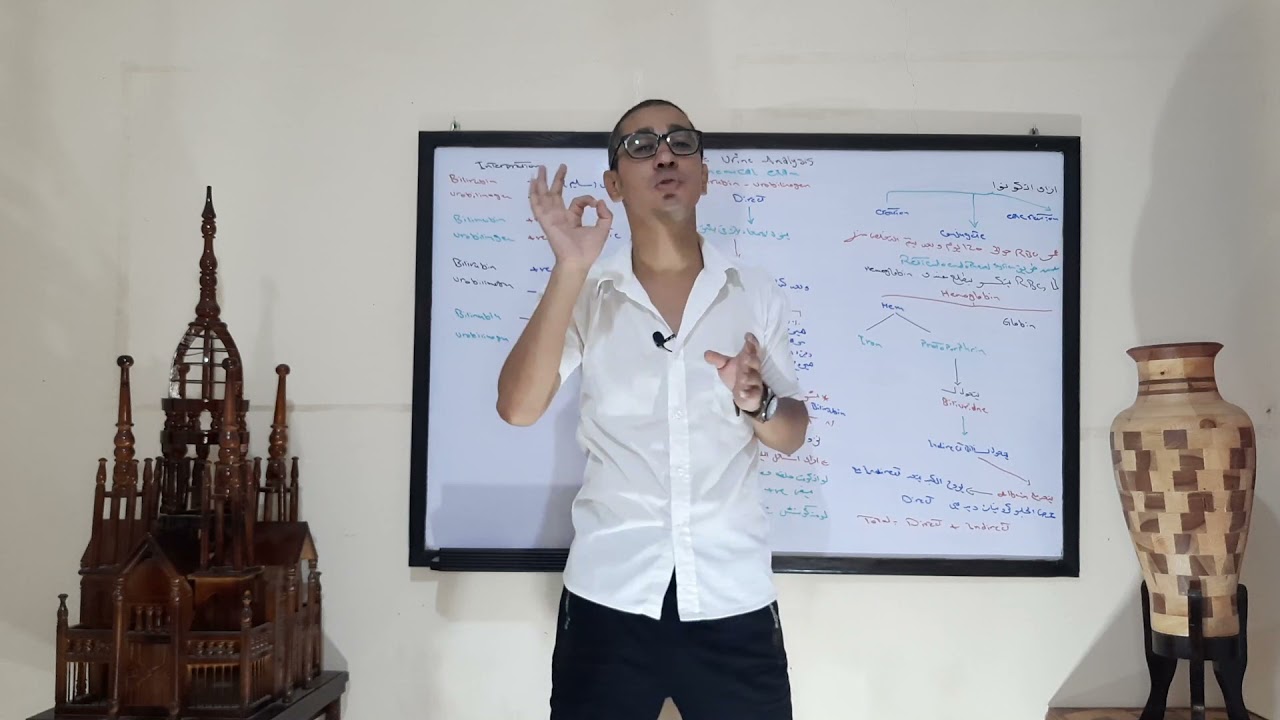 E58.Bilirubin and Urobilinogen in Urine هو ازاى اتكونوا فى جسم الإنسان