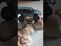 Axial SCX24 4Runner Crawling on Course#axial#scx24#4runner#rccrawler#rcdriver#trd