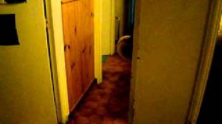 Snuggles the Killer Teddy Bear.mov