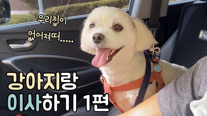 강아지랑 이사하기 1탄!! 새집에 적응하기, 가출시도?!?