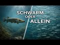 10 Fakten über Einzelgänger und Schwärme bei Fischen