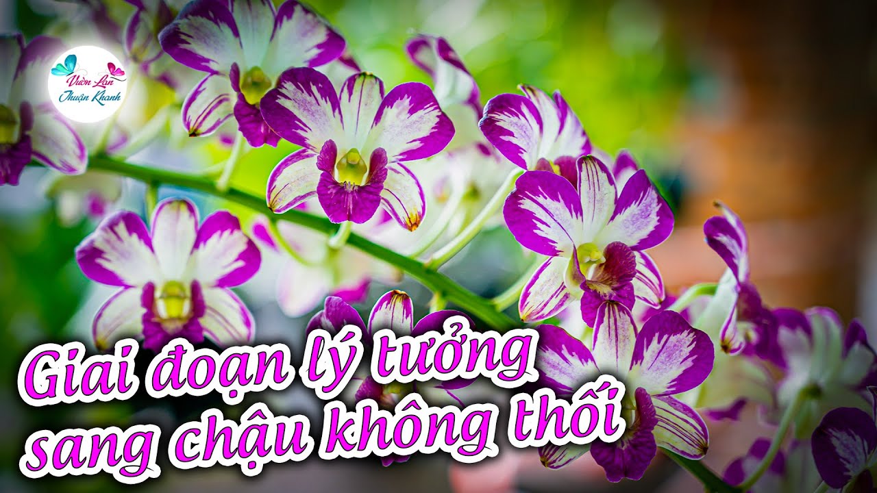 GIAI ĐOẠN LÝ TƯỞNG ĐỂ TÁCH CHIẾT SANG CHẬU KHÔNG BỊ THỐI