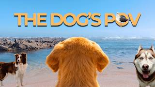 For Dogs Home Alone: Relaxing Cartoon POV That Reduce Anxiety 🐶 Cartoon For Dogs To Watch | DOG TV