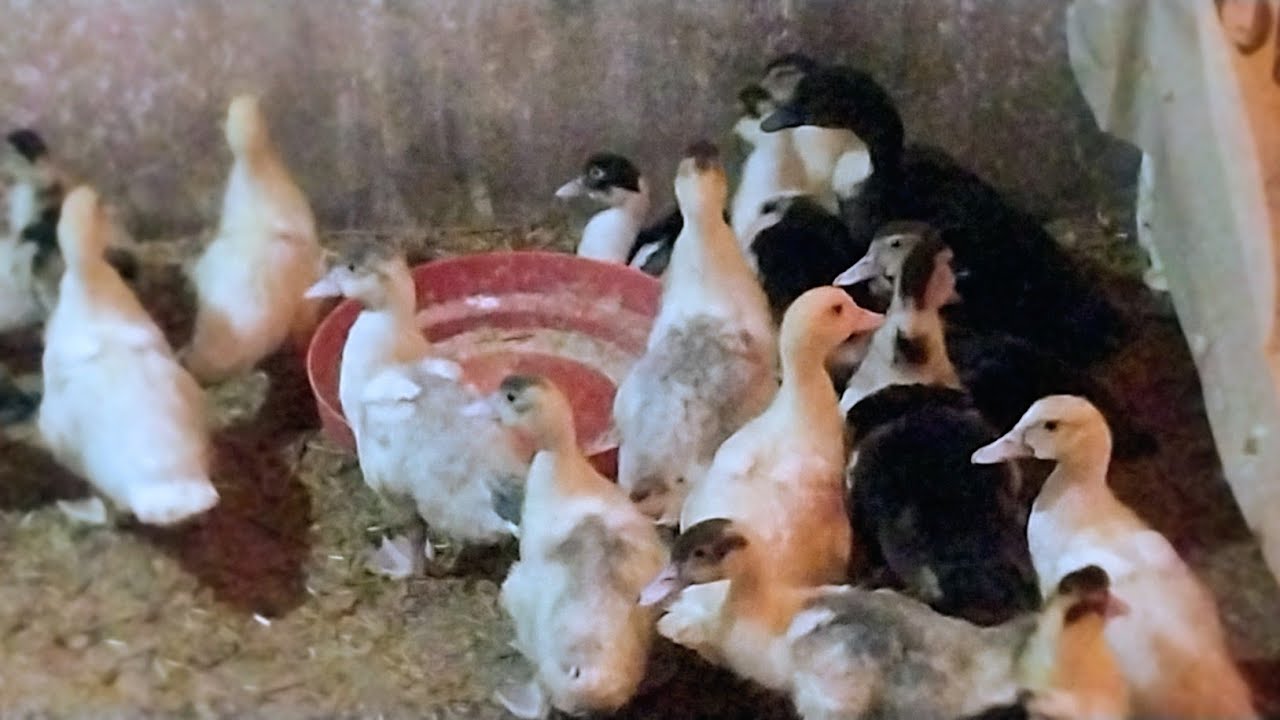 متاح للبيع دفعة كبيرة من البط الخليط والتركي