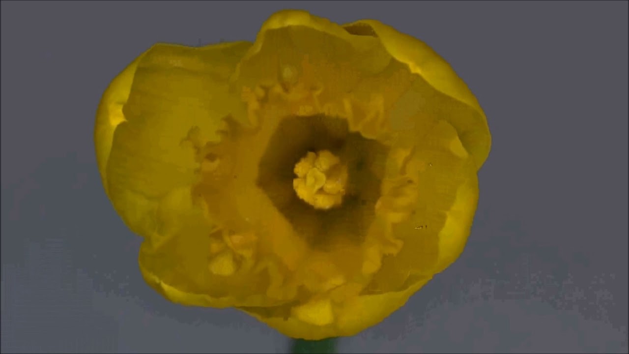 Paradise Reflection (2018)