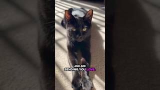 3 Signs Your Cat Truly Loves You 🐈‍⬛❤️ #Shorts #InkyTerenso #CatLover #CatLanguage #voidcat