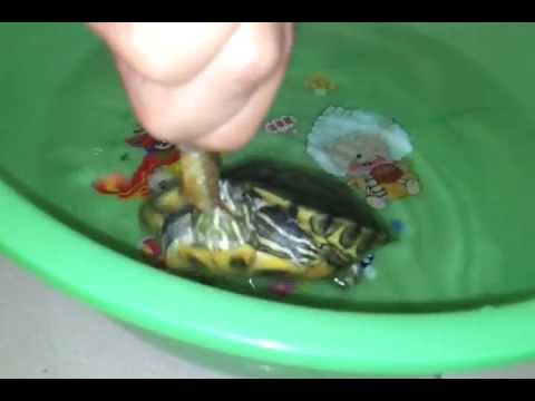 Terrapin eating