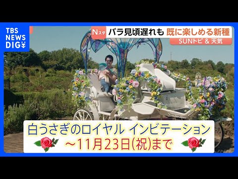 最高気温の積算「1000℃」で開花？秋のバラ見頃近づく　9月長雨で遅れも10月下旬に一面咲く見込み 「不思議の国のアリス」イベントも　京成バラ園　千葉【SUNトピ】｜TBS NEWS DIG