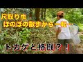 【トカゲと格闘？！】尺取り虫とのお散歩から一転•••