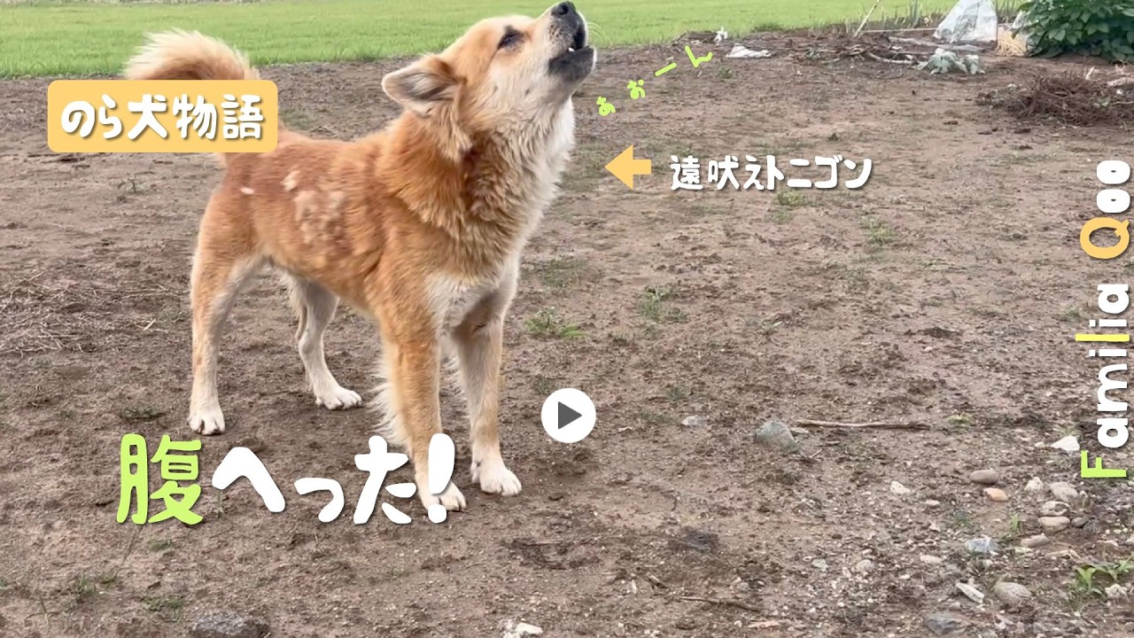 「腹減った」と遠吠えするのら犬が可愛い【M.ダックスと近所ののら犬】