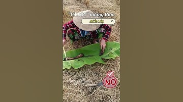 Cá lóc nướng rơm miền tây #kiengiangland #mientay #xuhuong