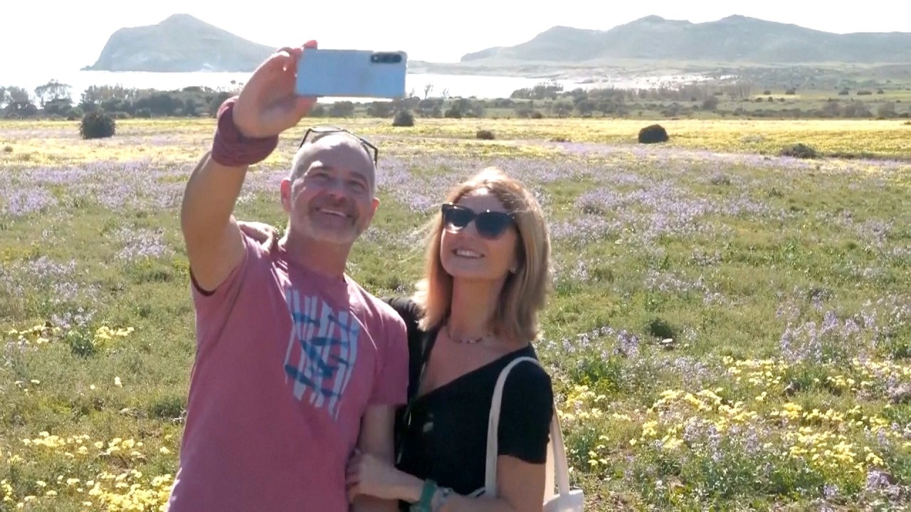 Яркие полевые цветы преобразили полупустыню на юге Испании