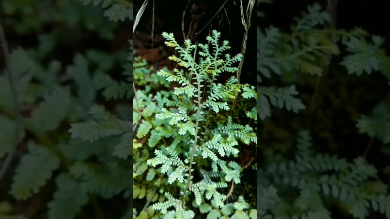 Watch full video | color grading part 2 | two time color grade #short # ...