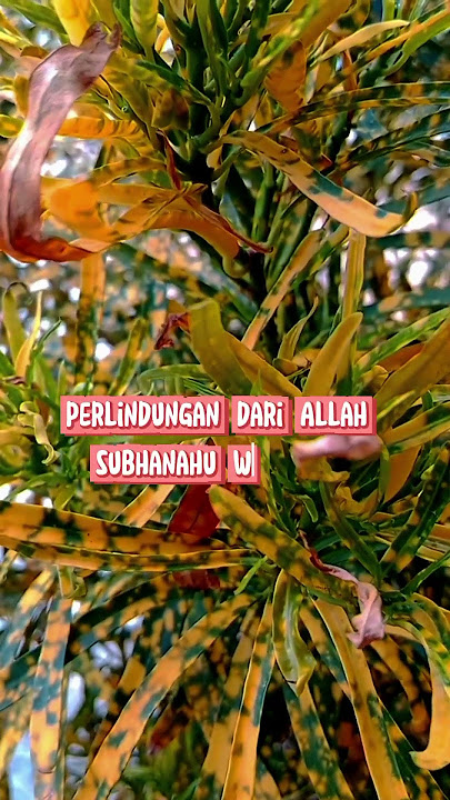 MANFAAT MEMBACA SHOLAWAT YA SAYYIDI YA RASULULLAH #shortsvideo