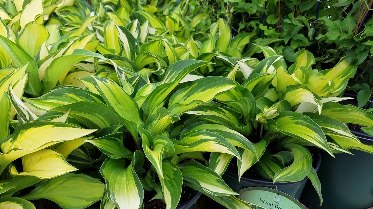 Hosta Island Breeze