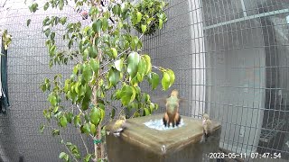 Hummingbird Fountain Cam