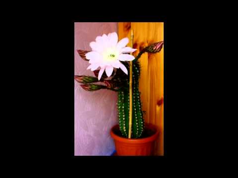 Video: Mis Takistab Kaktuse õitsemist?