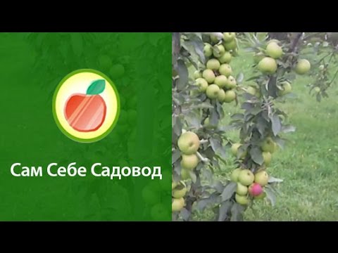 Колоновидная яблоня "Арбат" - YouTube