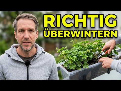 How to properly overwinter geraniums and what you need to look out for!