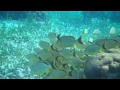 Snorkeling Belize - A 60 Second Snapshot