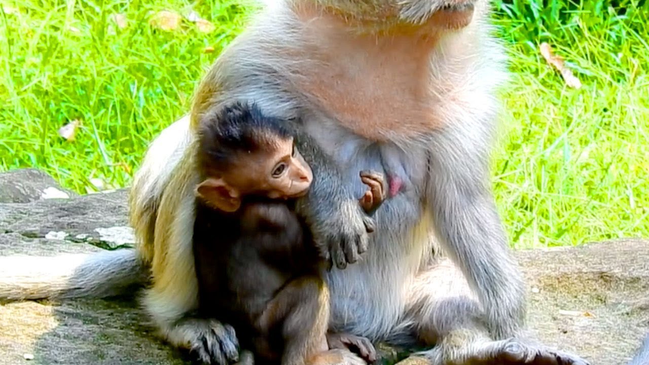 Poor Baby Timo Try To Be Calm When Mommy Tima Weaning From Sucking Milk, So Sad Face Now