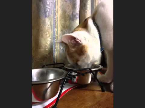 おれねこ うにゃにゃーん (=ﾟωﾟ)ﾉ