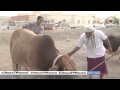 ربشة الحلقة 22 مناطحة الثيران الأربعاء ٢٢ رمضان ١٤٣٤هـ ربشة الحلقة 22 مناطحة الثيران الأربعاء ٢٢ رمضان ١٤٣٤هـ