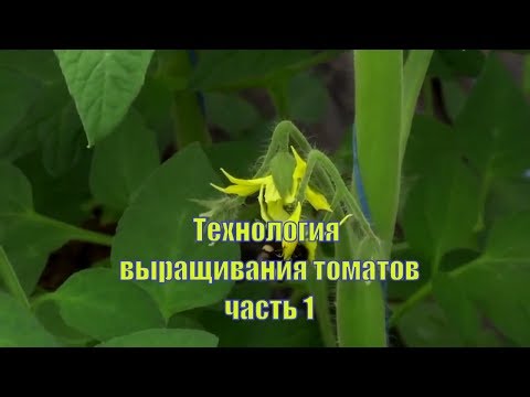 Технология выращивания томатов