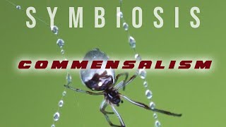 Symbiosis: Commensalism