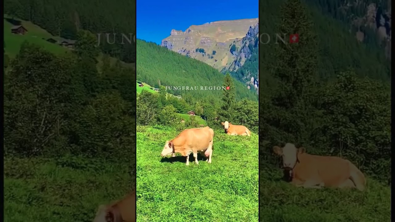 MUST VISIT SWISS ALPS REGION  Itinerary,