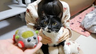 猫の毛で「PUIPUIモルカー」作って遊んでみた！【guineapig】