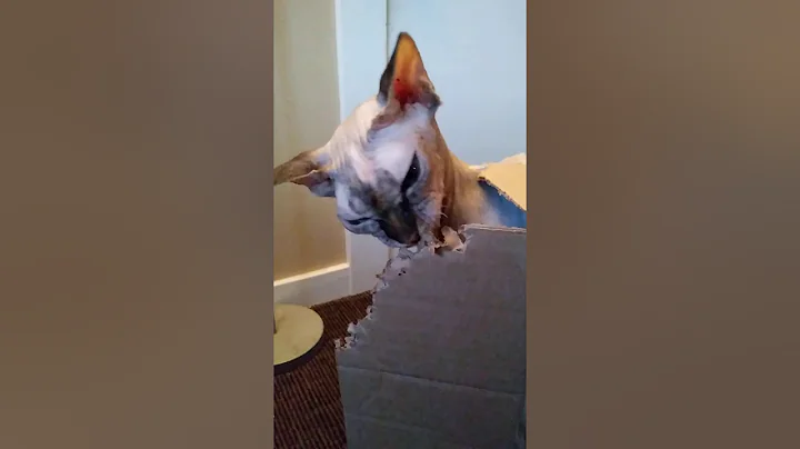 Video 3468351: sphynx cat attacks, adorable sphynx cat, funny sphynx cat