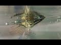 African butterflyfish(Pantodon buchholzi)