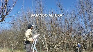 Poda Peral en Invierno