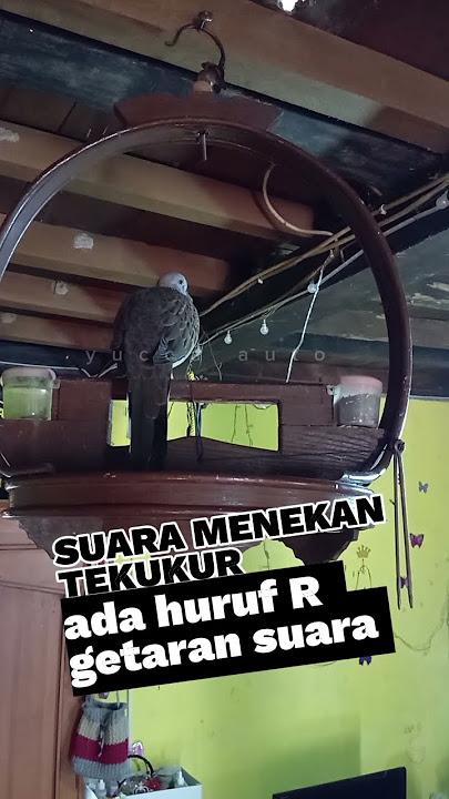 tekukur the vibrating sound of the letter R, #tekukur #tekukurindonesia #tekukurmania #derkuku #t...