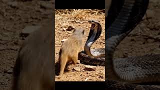Wildlife Showdown: Cobra vs Mongoose Strikes #shorts