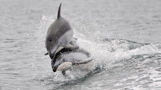 Watch | White-sided Dolphins in Canada | Oceana Canada