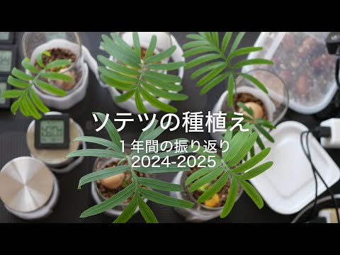ソテツの種植え 1年間の振り返り - YouTube