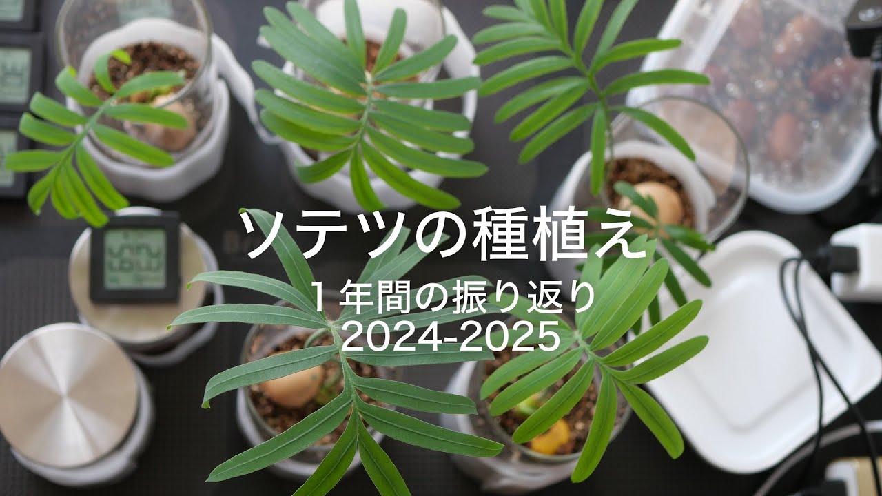 ソテツの種植え 1年間の振り返り - YouTube