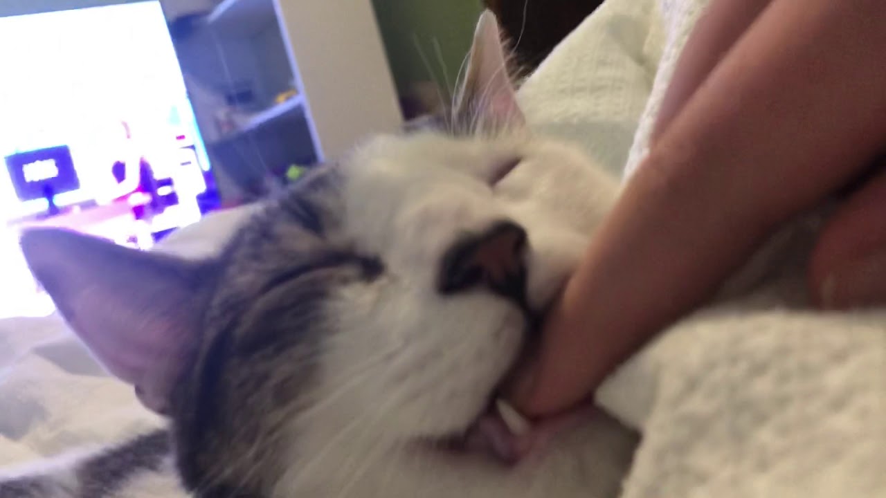 飼い主の指を噛みつつ寝落ちした猫 抜いたらそのまま口半開き 年7月27日 エキサイトニュース