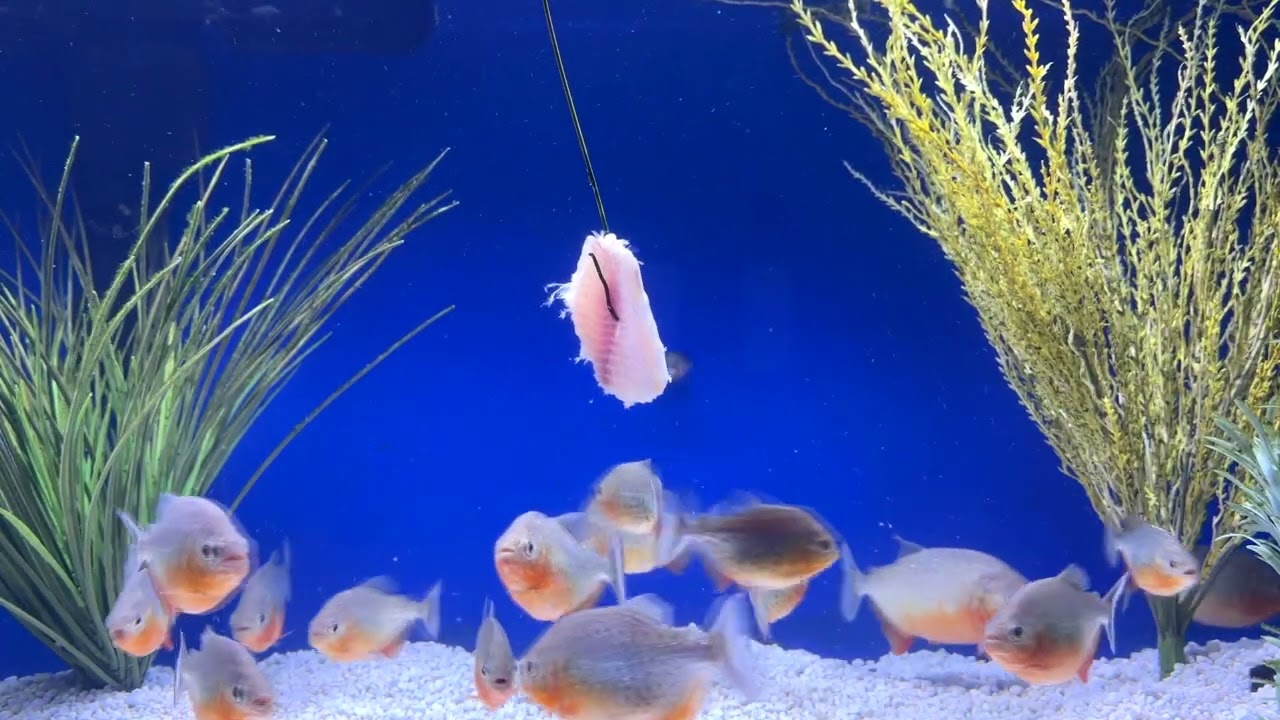200 GALLON PIRANHA FISH TANK FEEDING