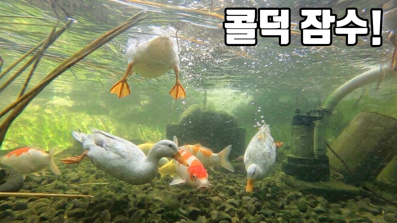 자기가 물고기인줄 알고 비단잉어와 함께 헤엄치는 콜덕들 ㅋㅋㅋㅋ
