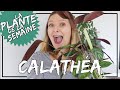  le calatha  comment lentretenir  o le placer  laplantedelasemaine