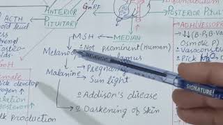 Median Pituitary Role Of Msh