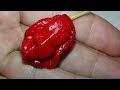 ⟹ 7 Pot Douglah Red Pepper | Capsicum chinense | Pod Review