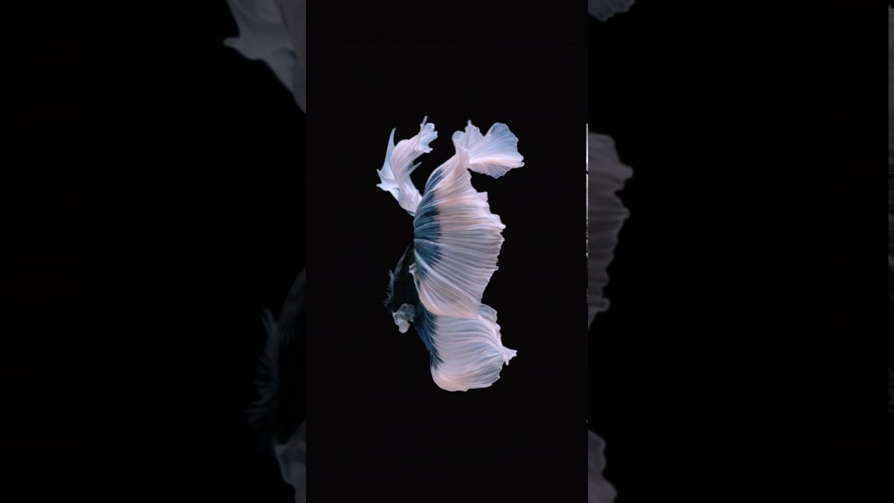 Live wallpaper iPhone 6 plus - YouTube