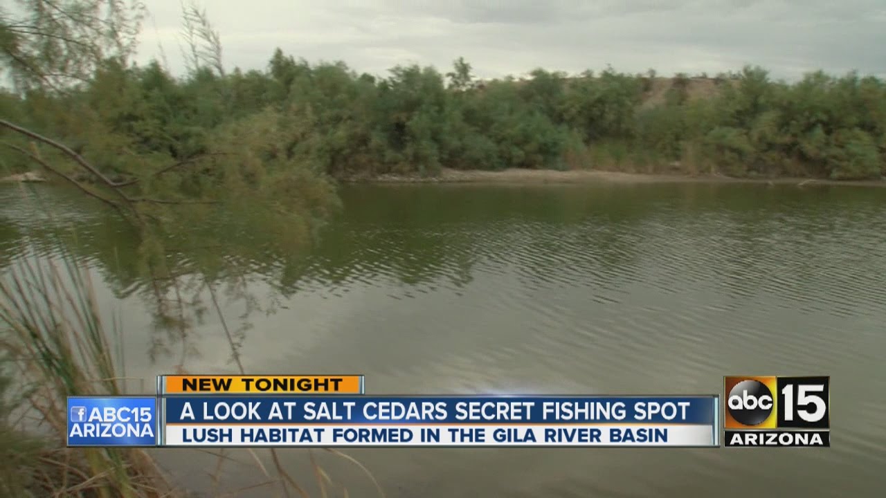 A look at salt cedars secret fishing spot near Buckey YouTube