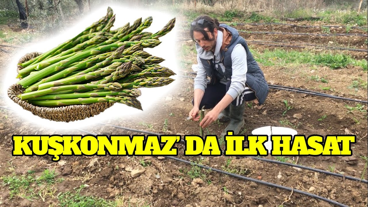 Kuşkonmaz Hasadı Yaptım ( İLK HASAT; İLK DENEYİM)